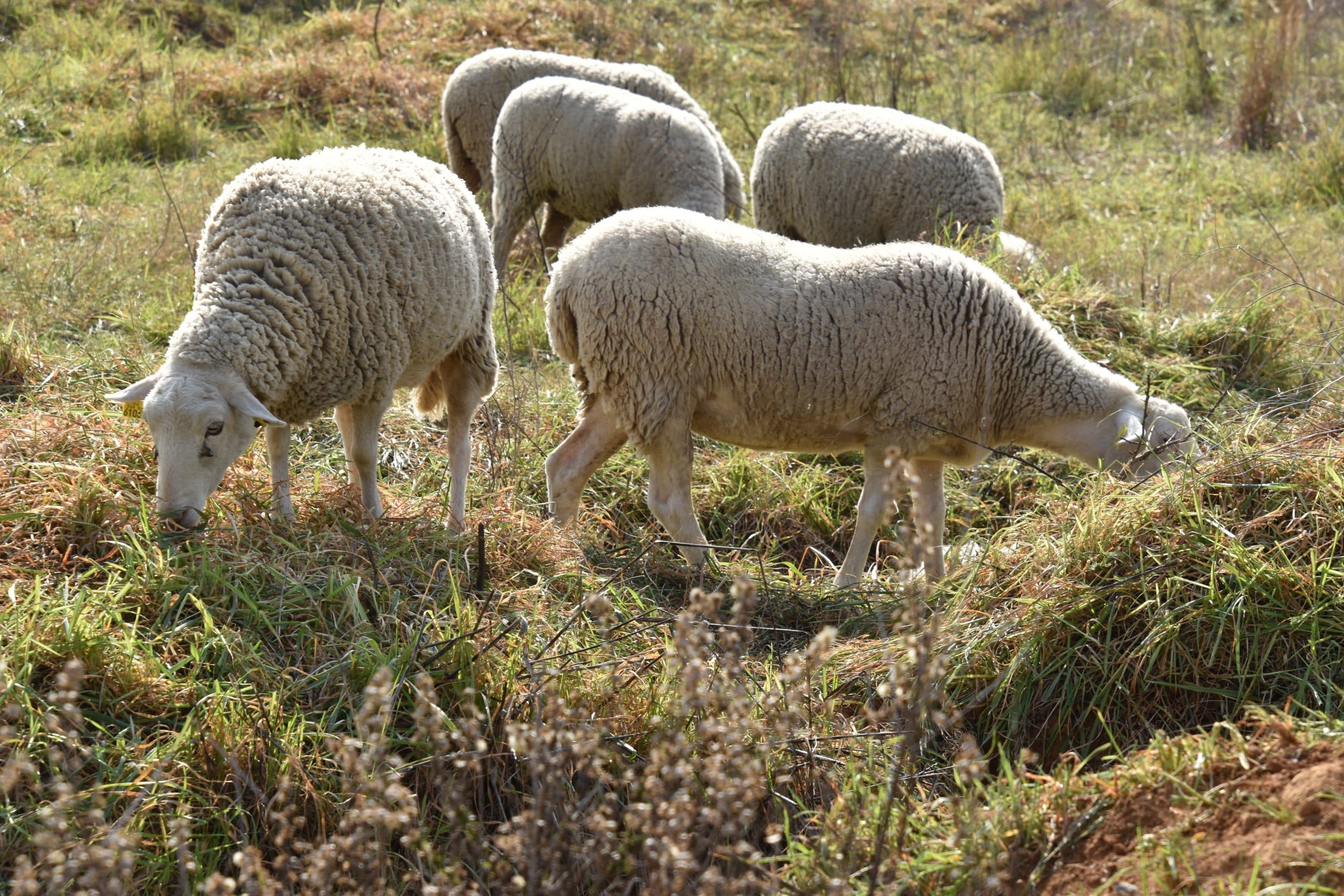 Eco-pâturage : les moutons sur les abords des complexes sportifs