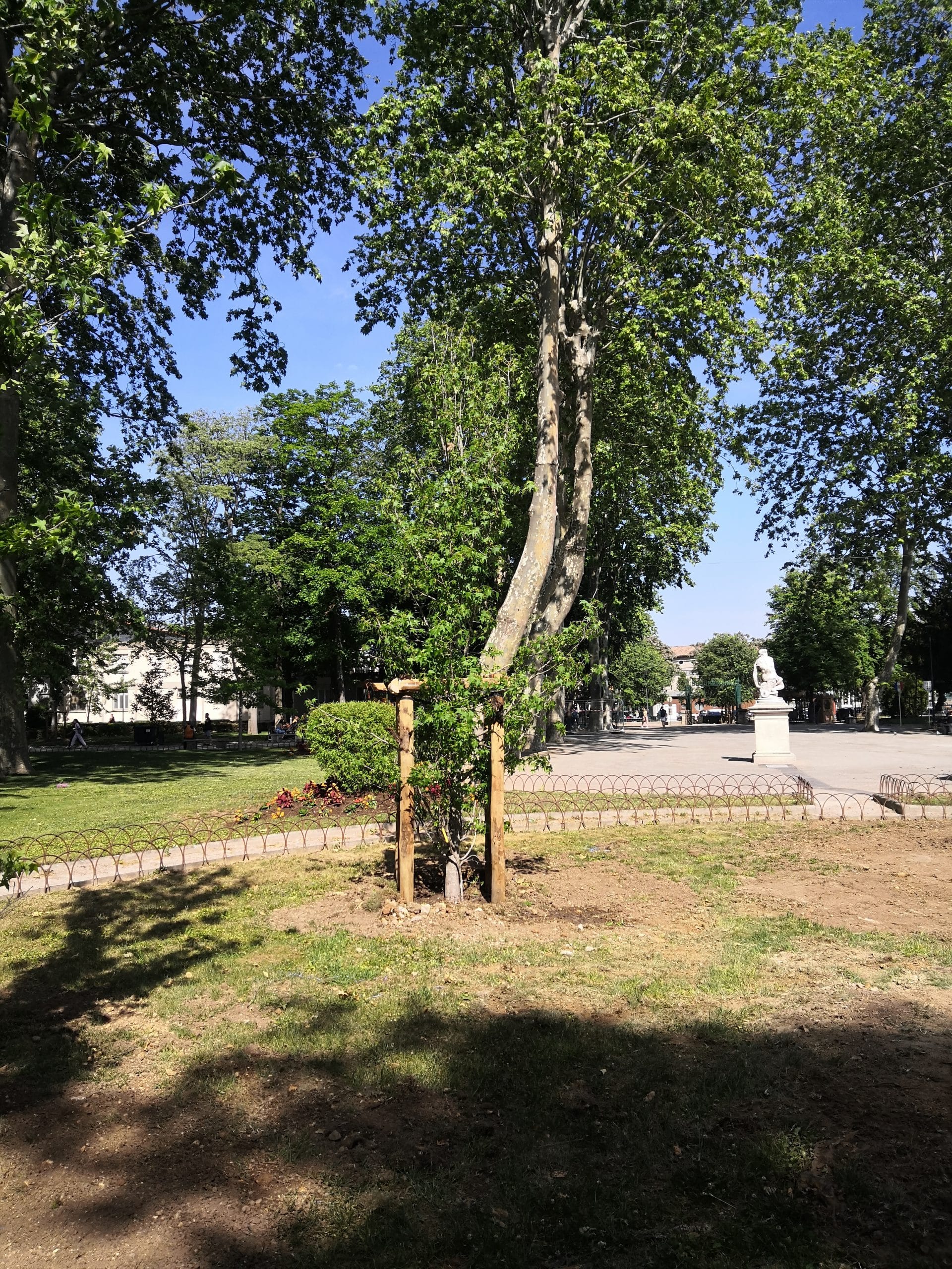 Des arbres pour le parc Jean Hugo