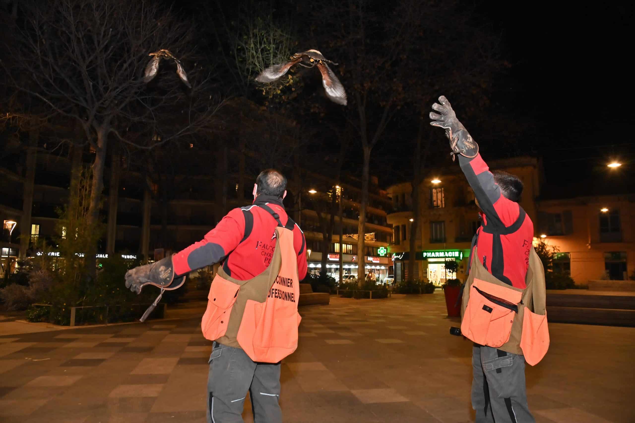 Effarouchement de nuit pour déloger les pigeons