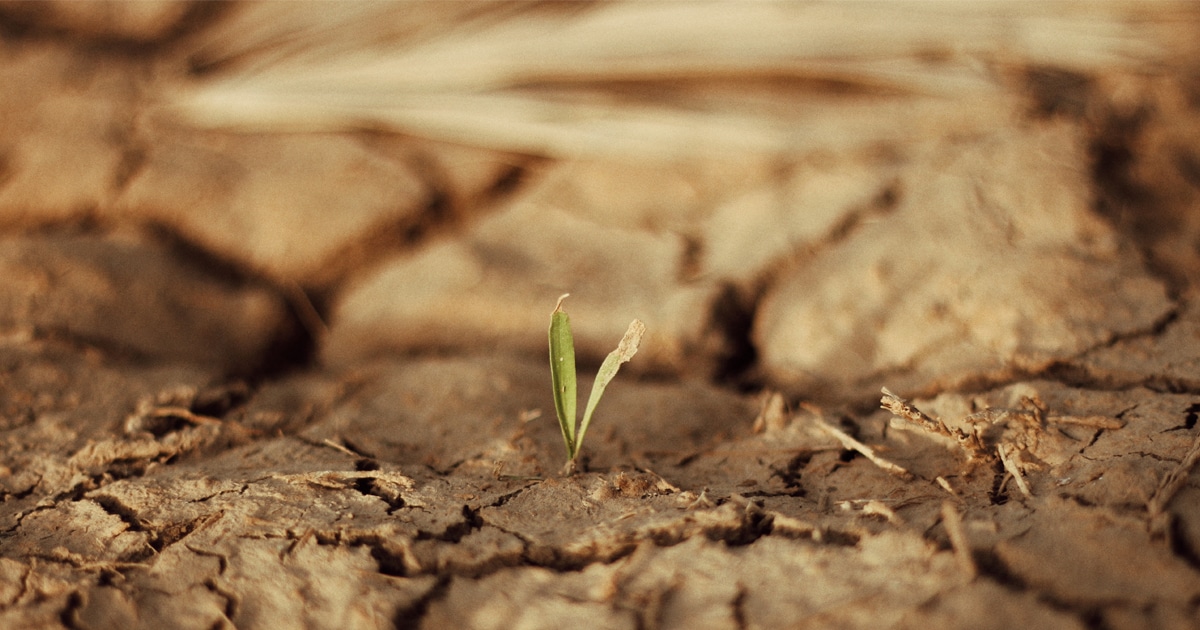 Calamités agricoles au titre de la sécheresse 2022