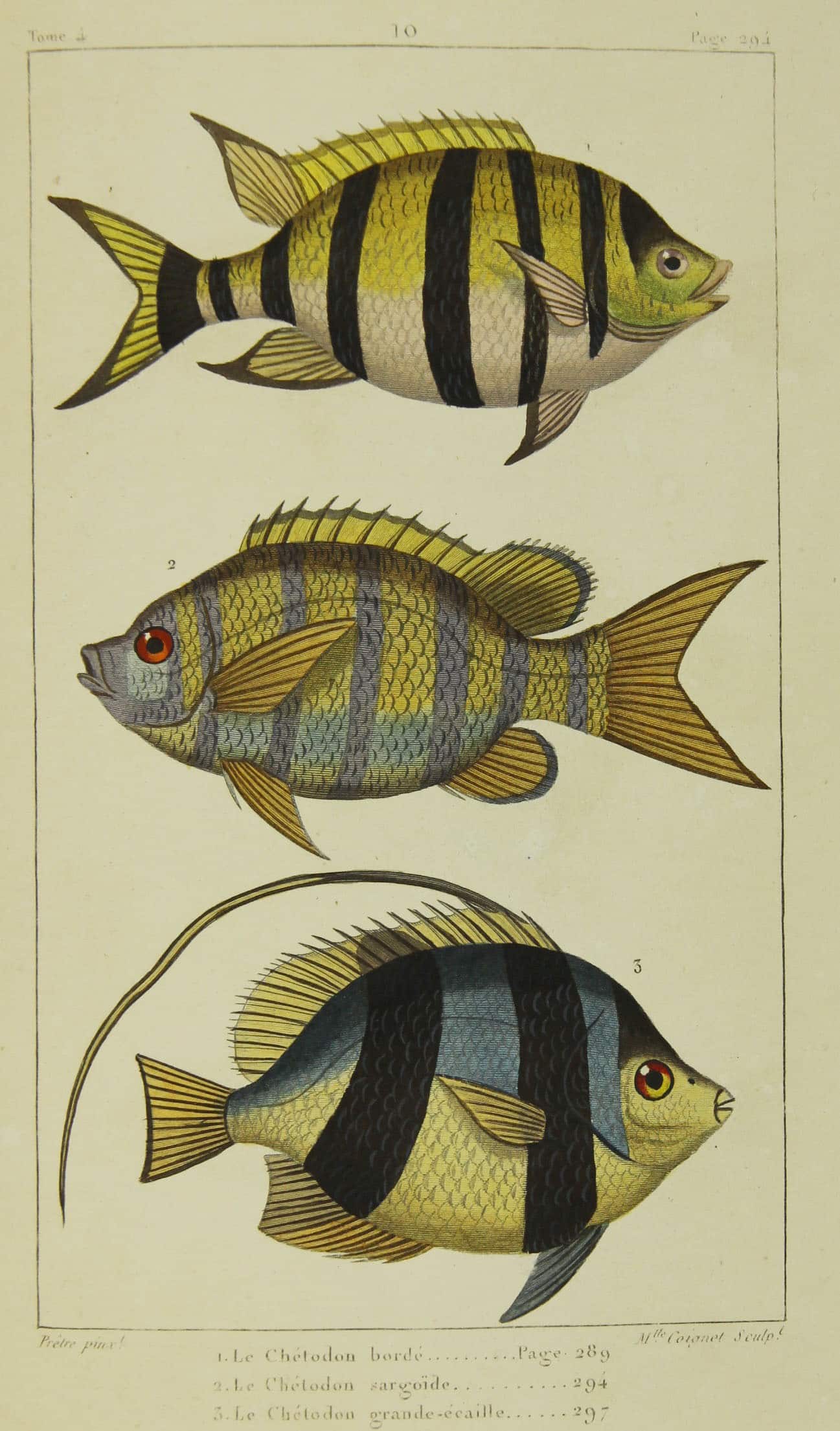 Les Petits Bibliophiles : Création artistique de poissons