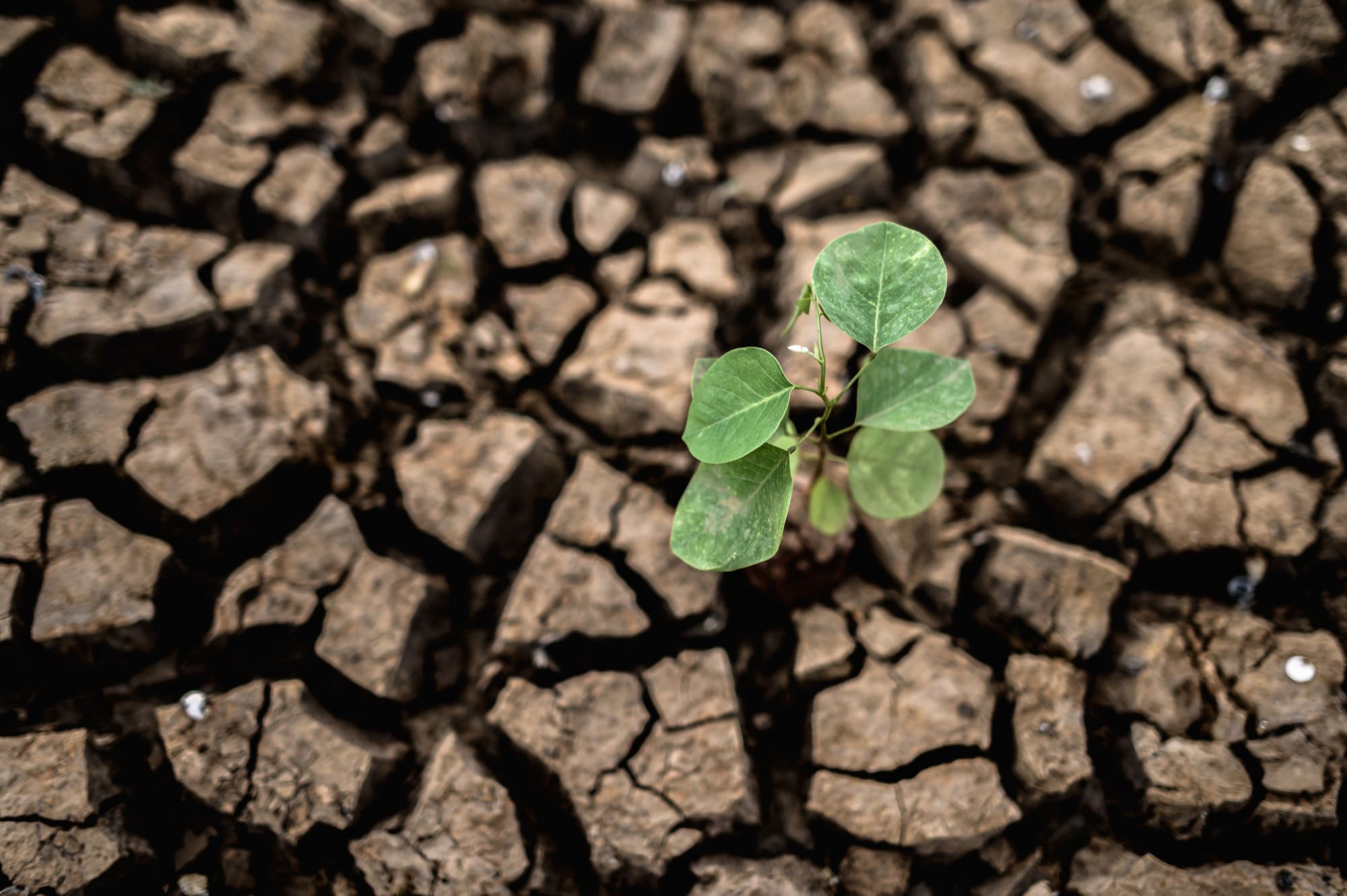 Calamités agricoles : les procédures d’indemnisations