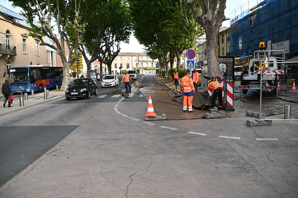 Chancre coloré du platane : de nouveaux arbres abattus