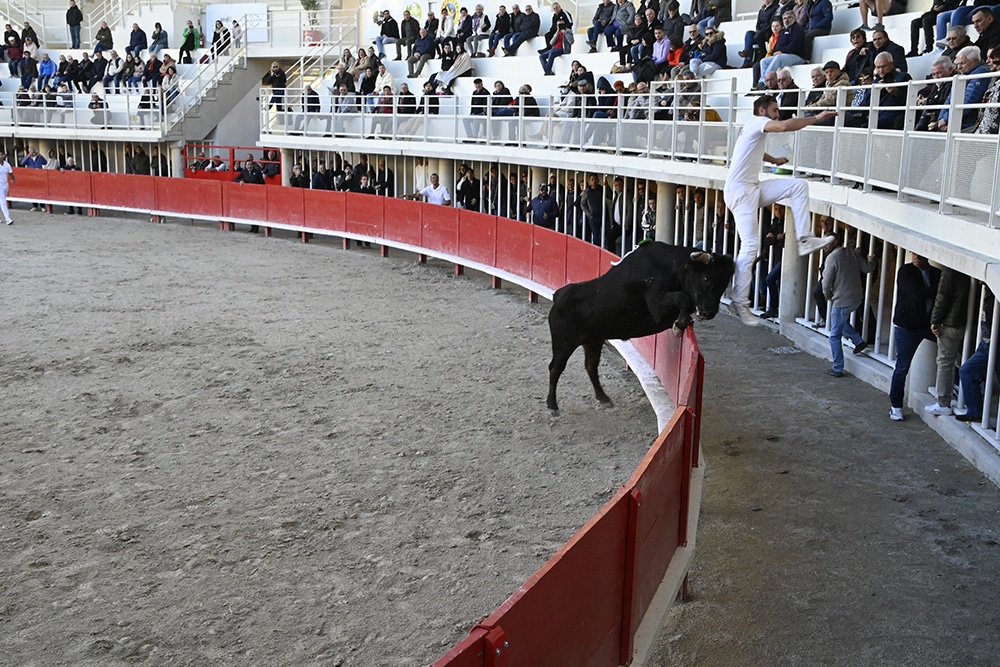 Dernière course de la saison aux arènes de Lunel