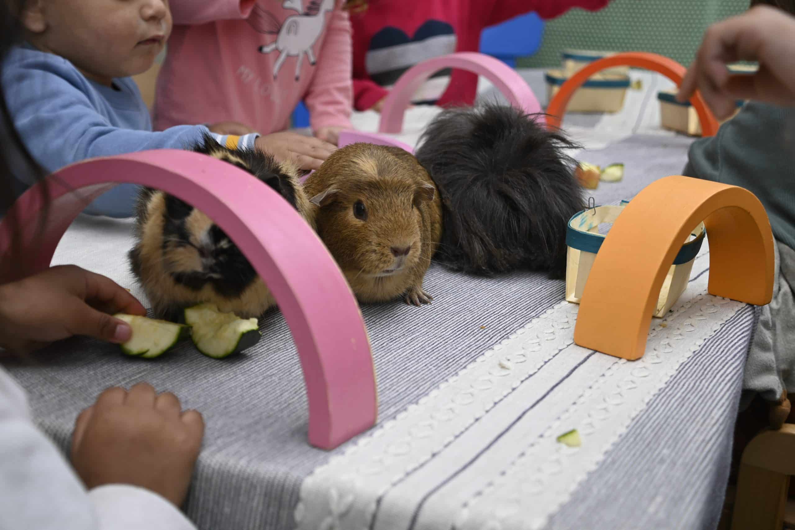 Des animaux pour favoriser l’éveil des tout-petits !